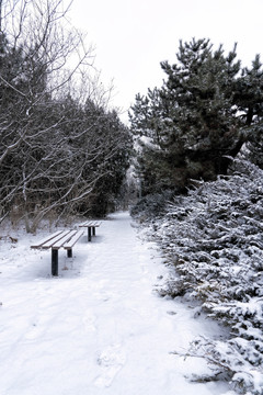 雪景