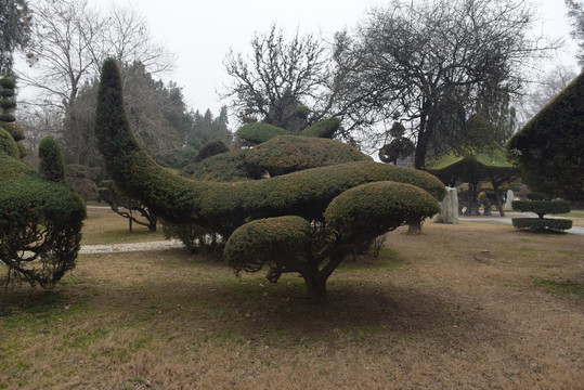 植物雕塑