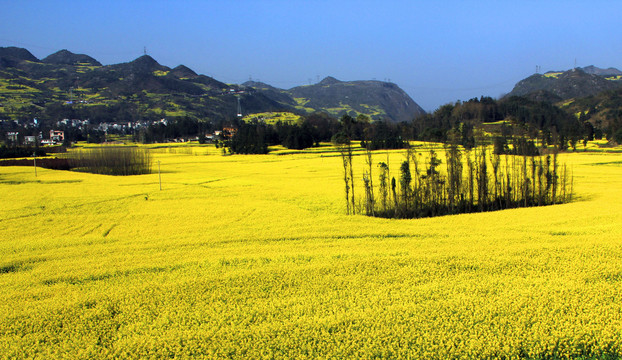 金色油菜花