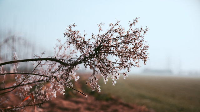 霜降植物