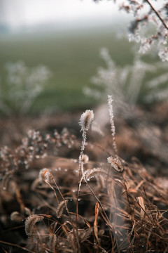 霜降植物