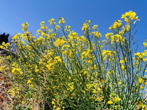 油菜花