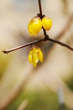 腊梅花