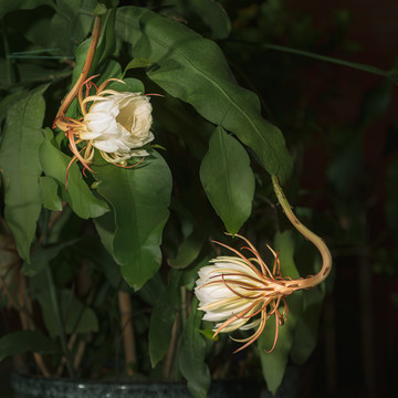 沙漠植物美丽花朵昙花32