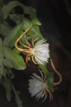 沙漠植物美丽花朵昙花66