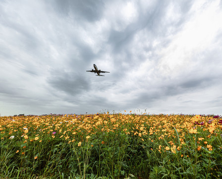 空港花田