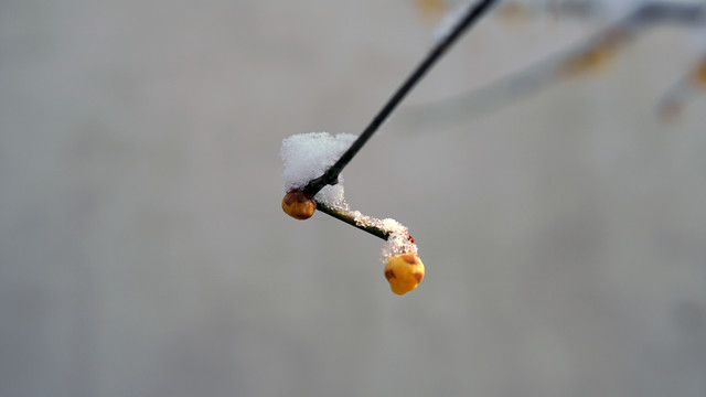 黄色腊梅花