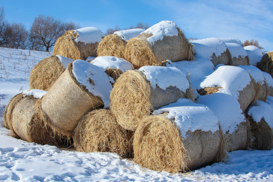 冬天雪地里的到草包