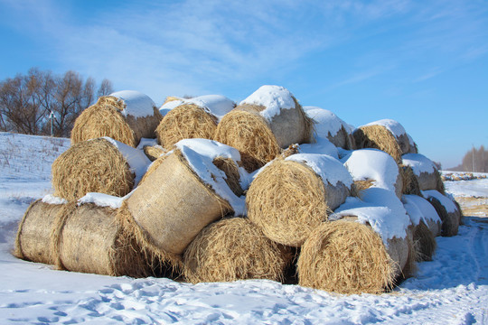 冬天雪地里的到草包