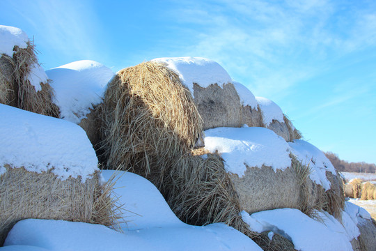 冬天雪地里的到草包