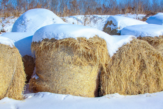 冬天雪地里的到草包