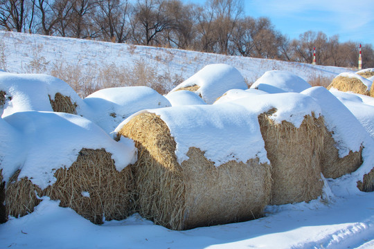 冬天雪地里的到草包