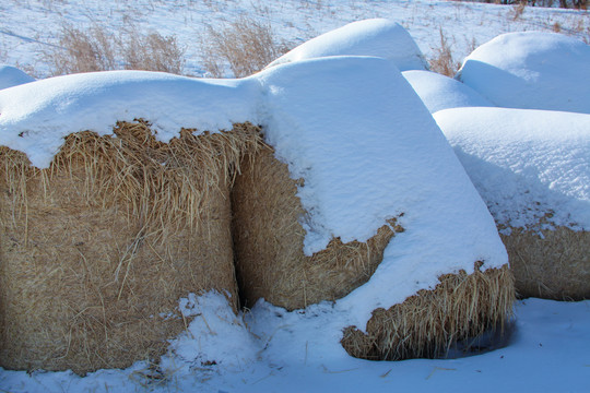 冬天雪地里的到草包