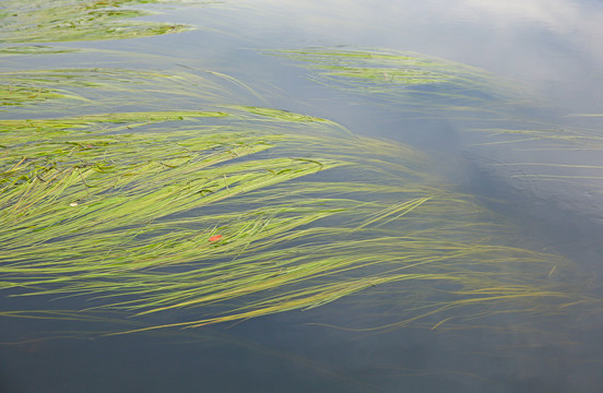 河水中的草