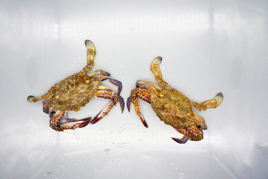 螃蟹梭子蟹