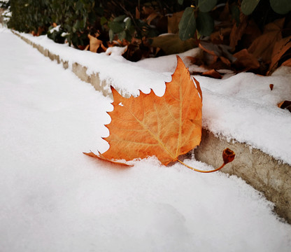 雪中的落叶