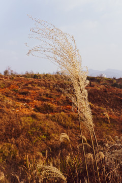 芦苇枯草杂草草丛素材