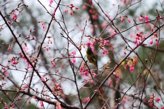 山樱花