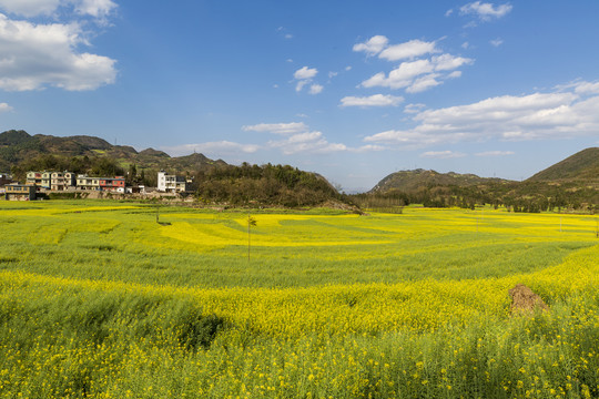 罗平螺丝田油菜花海