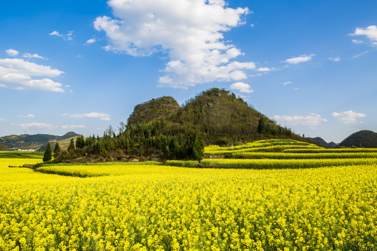 罗平金鸡峰丛油菜花海