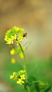 油茶花