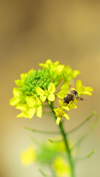 油菜花