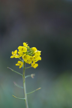 油菜花