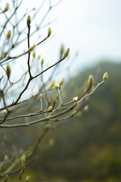 花苞