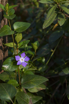 长春花