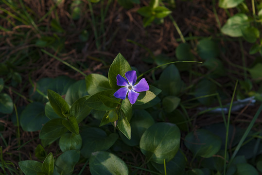 长春花