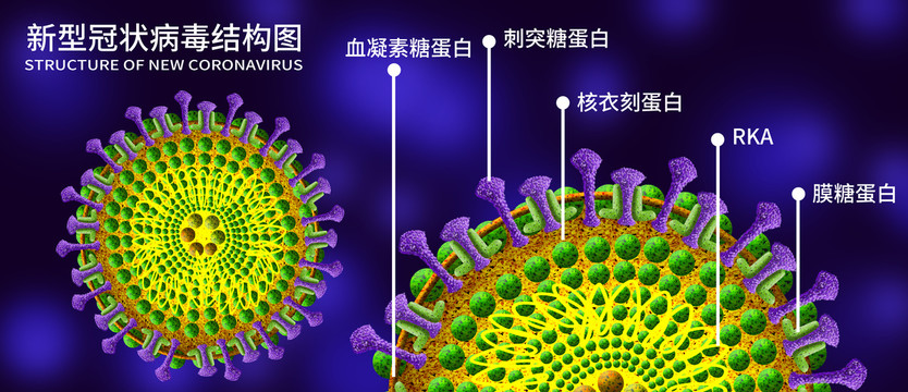 预防冠状病毒结构图