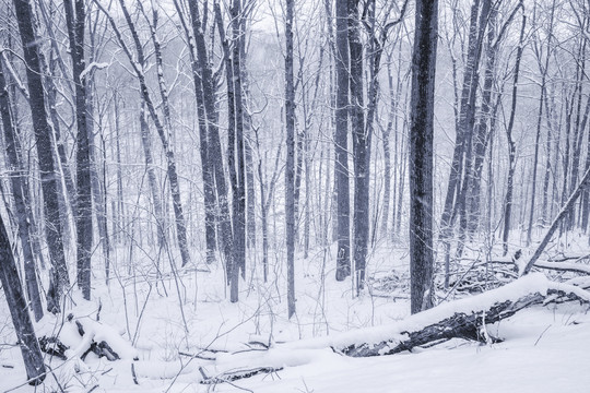 雪景