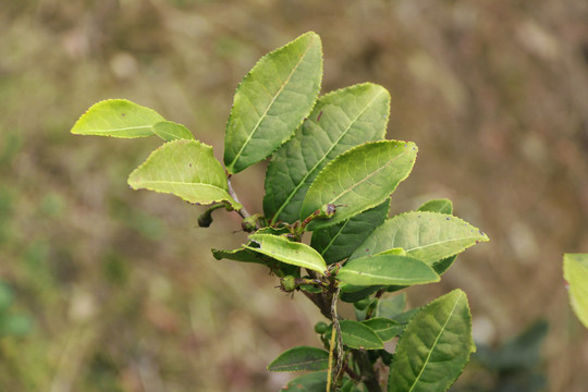 茶树