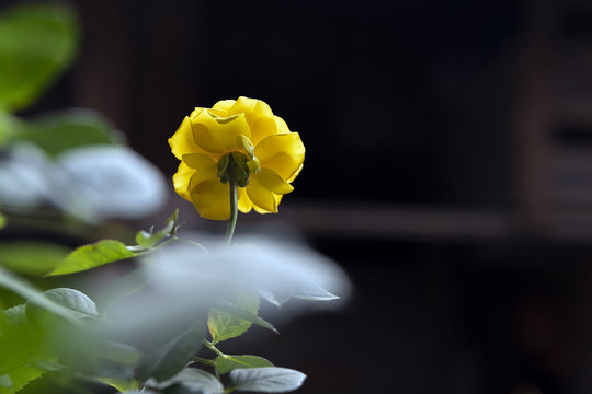 一只黄玫瑰花