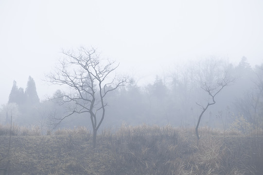 荒山枯树