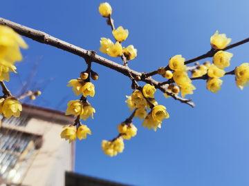 梅花报春