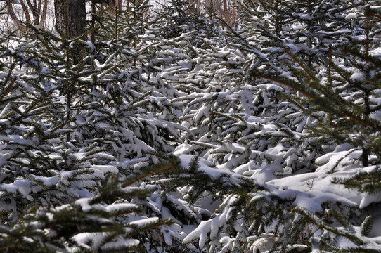 雪挂