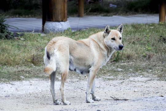 土狗