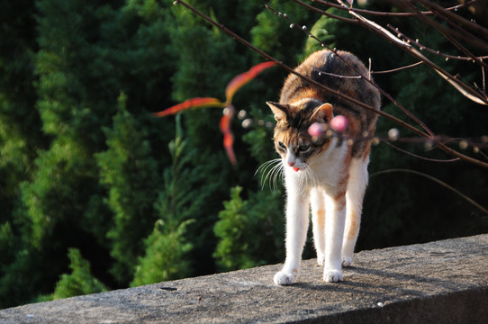 桃花下的猫咪