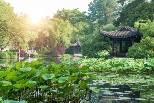 杭州西湖曲院风荷夏景