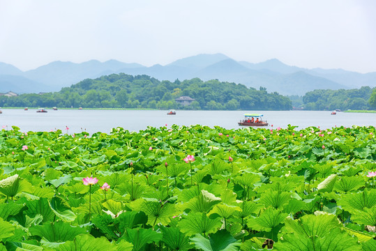 杭州西湖夏天荷花荷叶