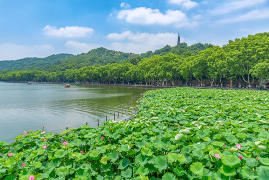 杭州西湖夏景保俶塔