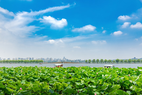 杭州西湖夏景荷花荷叶