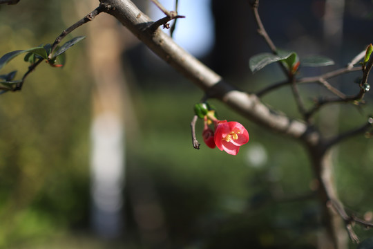 花瓣美丽