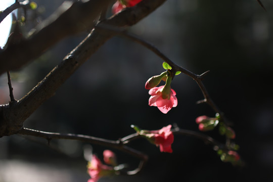 花瓣美丽