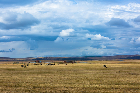 秋季牧场草原牛群