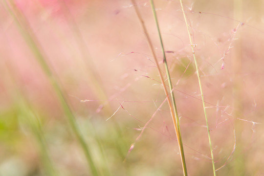 野草