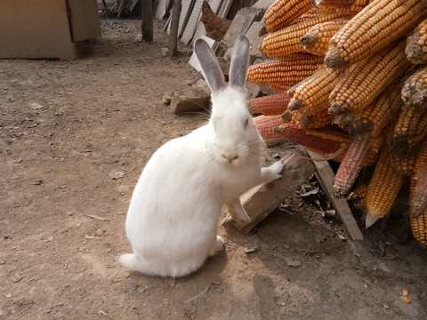 小白兔吃玉米