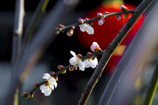 梅花