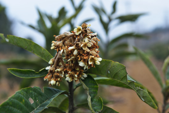 枇杷花枇杷树